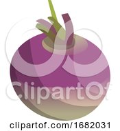 Purple And Violet Turnip Root