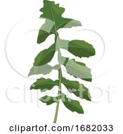 Poster, Art Print Of Green Ruccola Leaf
