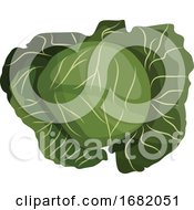 Poster, Art Print Of Green Cabbage