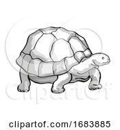 Poster, Art Print Of Galapagos Tortoise Or Geochelone Nigra Endangered Wildlife Cartoon Mono Line Drawing