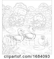 Poster, Art Print Of Mallard Ducks On A Pond