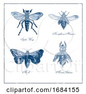 Spider Wasp Moth Necrophorus Humator Beetle Mantis Foliatus Vintage Collection