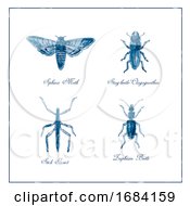 Poster, Art Print Of Sphinx Moth Stag Beetle Stick Insect And Zuphium Beetle Vintage Collection