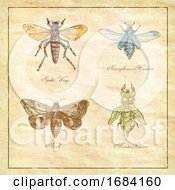 Poster, Art Print Of Spider Wasp Moth Necrophorus Humator Beetle Mantis Foliatus Vintage Collection