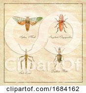 Sphinx Moth Stag Beetle Stick Insect And Zuphium Beetle Vintage Collection