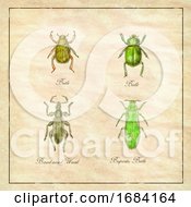 Poster, Art Print Of Beetle Broad-Nosed Weevil And Buprestis Beetle Vintage Collection