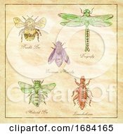 Poster, Art Print Of Bumble Bee European Hoverfly Dragonfly Hlalactid Bee And Lice Vintage Collection
