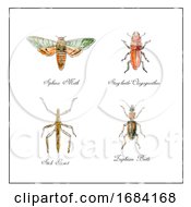 Poster, Art Print Of Sphinx Moth Stag Beetle Stick Insect And Zuphium Beetle Vintage Collection