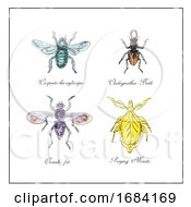 Poster, Art Print Of Carpenter Bee Beetle Oscinella Frit And Praying Mantis Vintage Collection