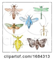 Poster, Art Print Of Vintage Moth Dragonfly Mantis And Stick Insect Collection On White Background