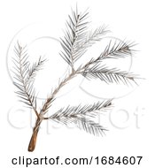 Winter Spruce Branch