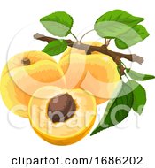 Poster, Art Print Of Organic Apricots