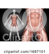 3D Male Medical Figure With Abdominal Muscles Highlighted