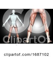 3D Male Medical Figure With Back Of Leg Muscles Highlighted