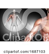 3D Male Medical Figure With Shoulder Muscles Highlighted