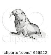 Poster, Art Print Of Fur Seal New Zealand Wildlife Cartoon Retro Drawing