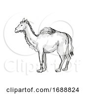 Poster, Art Print Of Western Camel Extinct North American Wildlife Cartoon Drawing