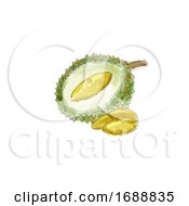 Durian Fruit Watercolor by patrimonio