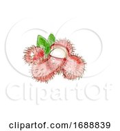 Rambutan Fruit Watercolor