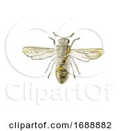 Spanish Pollen Wasp Drawing by patrimonio