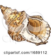 Poster, Art Print Of Seashell