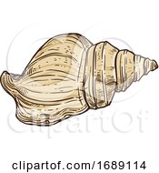 Poster, Art Print Of Seashell