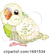 Cute Baby Budgie Parakeet Bird