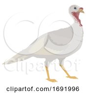 White Turkey by Vector Tradition SM