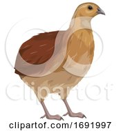 Quail by Vector Tradition SM