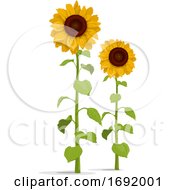 Poster, Art Print Of Sunflowers