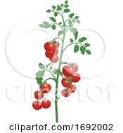Poster, Art Print Of Tomato Plant