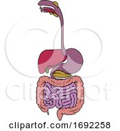 Gastrointestinal Tract Digestive Gut Diagram by AtStockIllustration