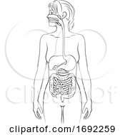 Poster, Art Print Of Human Digestive System Woman Anatomy Diagram