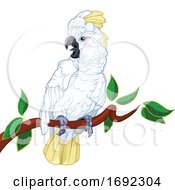 Poster, Art Print Of Perched White Cockatoo