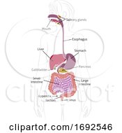 Human Digestive System Woman Anatomy Diagram by AtStockIllustration