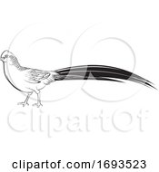 Poster, Art Print Of Black And White Golden Pheasant Bird