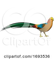 Poster, Art Print Of Golden Pheasant Bird