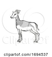 Mhorr Gazelle Endangered Wildlife Cartoon Drawing