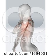 3D Female Figure Holding Shoulder With Muscle Map