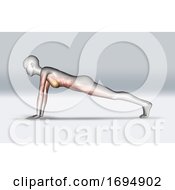 Poster, Art Print Of 3d Female Figure In Plank Pose With Muscles Highlighted