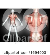 3D Male Medical Figure With Back Muscles Highlighted