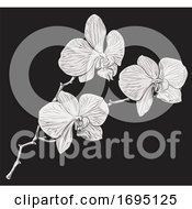 Poster, Art Print Of Orchid Flower Woodcut Etching
