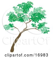Poster, Art Print Of Big Green Tree Leaning To The Right