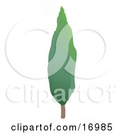 Tall Cypress Tree With Green Spring Or Summer Foliage Clipart Illustration