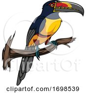 Perched Aracari Toucan by Vector Tradition SM