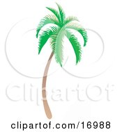 Coconut Palm Tree With Green Foliage Curving Slightly And Leaning Towards The Right Clipart Illustration by Rasmussen Images