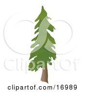 Tall Evergreen Pine Tree Clipart Illustration by Rasmussen Images #COLLC16989-0030