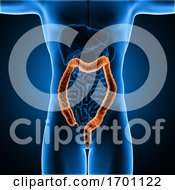 Poster, Art Print Of 3d Male Medical Figure With Colon Highlighted