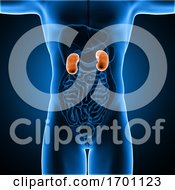 Poster, Art Print Of 3d Male Medical Figure With Kidneys Highlighted