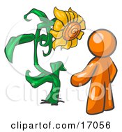 Orange Man Proudly Standing In Front Of His Giant Sunflower In His Garden